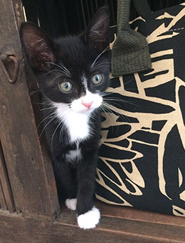 Juniper Foster Kitty